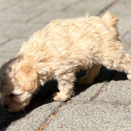 Cooper - Wheaten male Miniature Schnauzer puppy in Port Orchard, Washington from Silver Bells Miniature Schnauzers