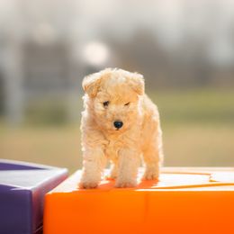 Airedale Terrier, Lakeland Terrier, and Norfolk Terrier Puppies from Hi-Kel Terrydale Lakeland Terriers and Terrydale HK Airedales & Norfolk Terriers