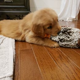 Goldendoodle and Golden Retriever Puppies from A Golden Summer