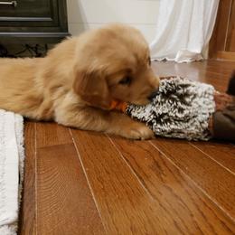 Goldendoodle and Golden Retriever Puppies from A Golden Summer
