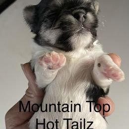 Ozzy - Black & tan tri-color male Morkie puppy in Taylorsville, North Carolina from Mountain Top Hot Tailz