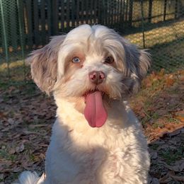Aussiedoodles from Reigning Doodles