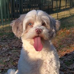 Aussiedoodles from Reigning Doodles
