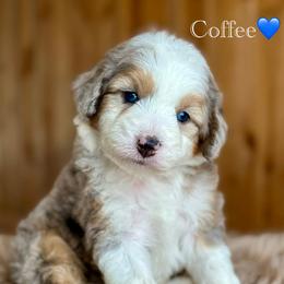 Coffee - Blue merle male Aussiedoodle puppy in Lancaster, Minnesota from Finney Ranch