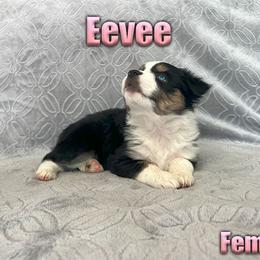 Miniature American Shepherd and Miniature Australian Shepherd Puppies from Regal Miniature American Shepherds | Regal Miniature Australian Shepherds