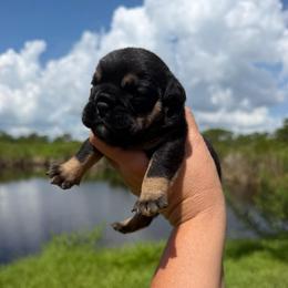 Boy 2 - Black tri-color male Bulldog puppy in Hobe Sound, Florida from Amanda’s Bullies