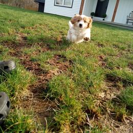 Cavachon and Poodle Puppies from My Furry Friends
