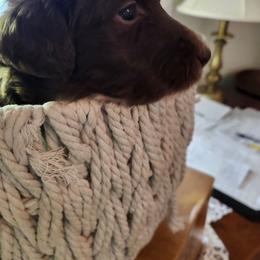 Ruby - Sable female Bordoodle puppy in New Oxford, Pennsylvania from The Weekend Farm