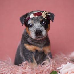 Australian Cattle Dog and Collie Puppies from Blackberry Hills
