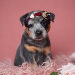 Australian Cattle Dog and Collie Puppies from Blackberry Hills