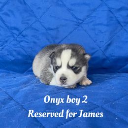 Onyx boy 2 - Gray and white male Siberian Husky puppy in Ocala, Florida from Florida Husky Puppies