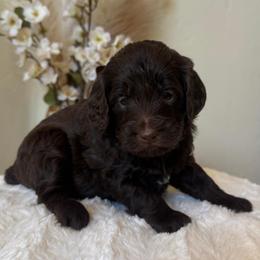 Crinkle - Chocolate female Goldendoodle puppy in Caldwell, Idaho from Leila Pearson