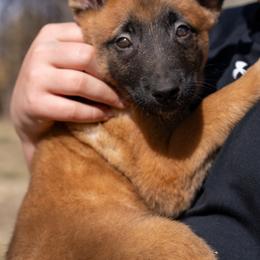 Denver - Fawn male Belgian Malinois puppy in Lincoln, Nebraska from Nebraska K9