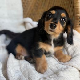 Harry - Black and tan male Dachshund puppy in Duncanville, Alabama from Bear Creek Dachshunds