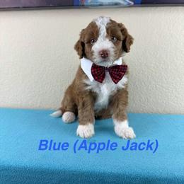 Apple Jack - Blue Collar - Red male Double Doodle puppy in Rowlett, Texas from Parrish Precious Ones Texas
