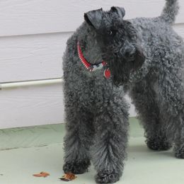 Kerry Blue Terrier All Grown Up from Lindmar Kerry Blue Terriers