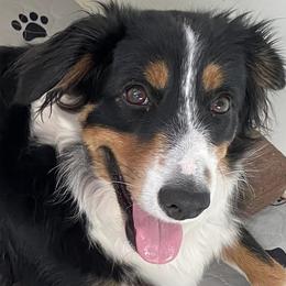 Miniature Australian Shepherds from Northern Neck Aussies