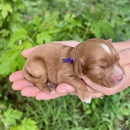 Virginia - Red female Cavapoo puppy in Beresford, South Dakota from DAKOTA DOOD RANCH