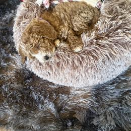 Cavapoo, Cockapoo, Goldendoodle, and Maltipoo Puppies from Perdue Puppies