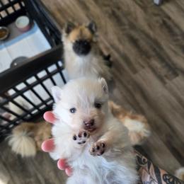 Aladdin - Cream male Pomeranian puppy in Newport News, Virginia from Itty Bitty Poms