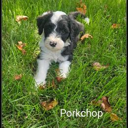 Pork chop - Black and white male Sheepadoodle puppy in Farley, Iowa from Iowa's Doodle Co.