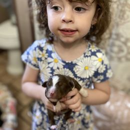 Miniature Australian Shepherd Puppies from Bar C Aussies