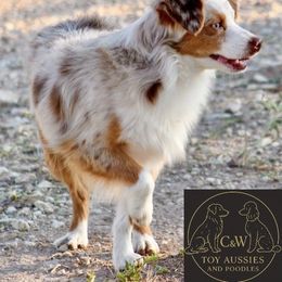 Penny - Toy Australian Shepherd