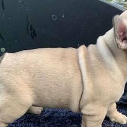 French Bulldogs from Ceeciez Frenchies