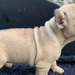 French Bulldogs from Ceeciez Frenchies
