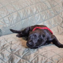 Red Boy - Black male German Shepherd puppy in Lake George, Colorado from High Country German Shepherds