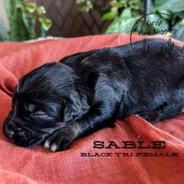 Sable - Black tri female Miniature Australian Shepherd puppy in Apache Junction, Arizona from Circle T Mini Aussies