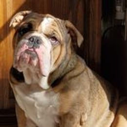 Hazel - Bulldog