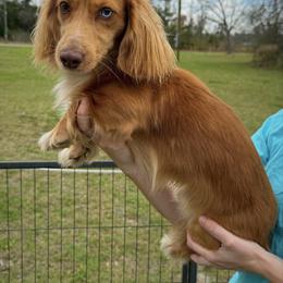 Cooper - Cream male Dachshund puppy in Waycross, Georgia from Willow Run Dachshund’s