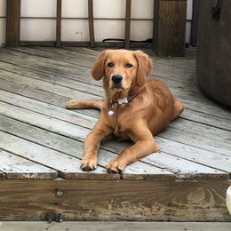 Golden Retriever and Goldendoodle All Grown Up from Doodles at Dewey Acres