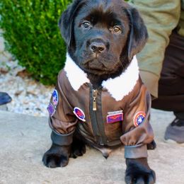 Labrador Retriever Puppies from Wolfpack Labradors