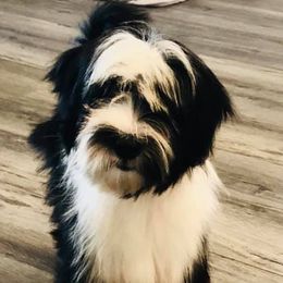 Pumik and Tibetan Terriers from TriSong TIbetan Terriers & Pumik