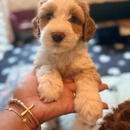 Turner - Caramel red male Australian Labradoodle puppy in Summerfield, North Carolina from Four Oaks Labradoodles