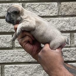 French Bulldog Puppies from Mid Coast Frenchies