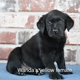 Yellow female - Black female Labrador Retriever puppy in Mississippi from Sure Shot English Labs