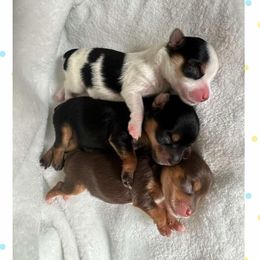 Yorkshire Terrier Puppies from Vanessa Alvarez
