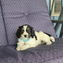 F1B Meet Nash :) - Black and white male Cavapoo puppy in Centerville, Iowa from Barnyard Dachshunds, Dals & Doodles