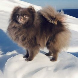 Spicy - Pomeranian