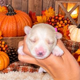 Star - Tan male Morkie puppy in Tampa Bay, Florida from Woodpecker Ridge Pups