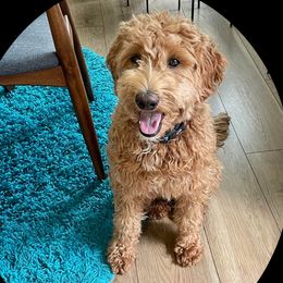 Rosey - Goldendoodle
