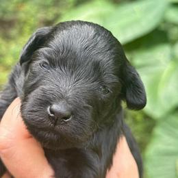 Maple Mini ESA therapy lines - Black female Schnoodle puppy in Temple, Texas from Schnauzers Of Taylor