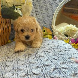 Sandy - Champagne female Maltipoo puppy in Boston, Kentucky from MountCarmelPuppies