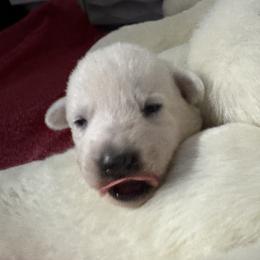 Willow - White female German Shepherd puppy in Perkasie, Pennsylvania from Twila Ruth Herot
