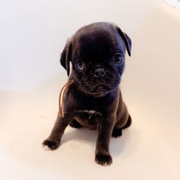 Coco - Light Pink Collar - Silver Pug puppy in Hereford, Arizona from Broken Road Ranch Pugs