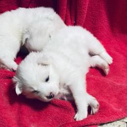 Shiloh - White female American Eskimo Dog puppy in Westwego, Louisiana from Connie's American Eskimo Dogs and Mini Australian Shepherd Dogs