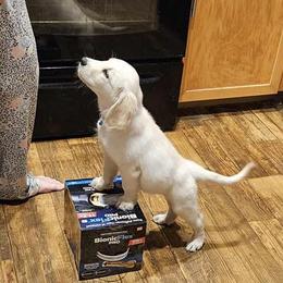 Golden Retriever Puppies from Danielle Kemper